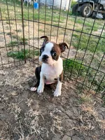 Buzz, a male Boston Terrier for sale in Molalla, OR – 3 of 4