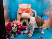Tulip, a female Boston Terrier for sale in Molalla, OR – 4 of 6