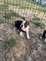 Woody, a male Boston Terrier for sale in Molalla, OR – 2 of 2