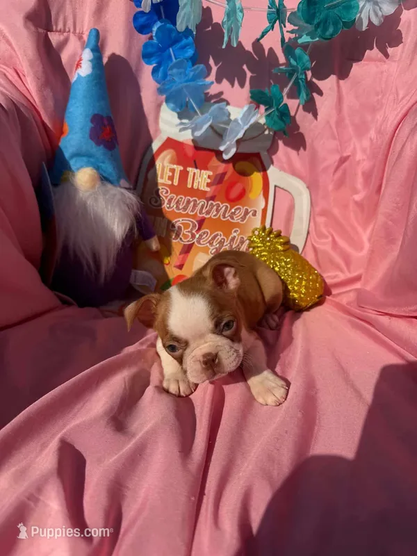 Bay – Boston Terrier puppy for sale in Molalla, OR