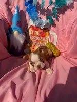 Bay, a female Boston Terrier for sale in Molalla, OR – 1 of 5