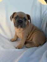 Simba, a male English Bulldog and French Bulldog for sale in Molalla, OR – 1 of 10