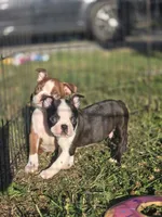 Woody(brindle), a male Boston Terrier for sale in Molalla, OR – 2 of 7