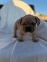 Pumbaa, a male English Bulldog and French Bulldog for sale in Molalla, OR – 8 of 9