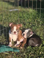 Woody(brindle), a male Boston Terrier for sale in Molalla, OR – 3 of 7