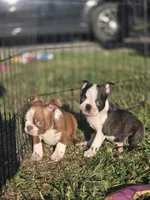 Woody(brindle), a male Boston Terrier for sale in Molalla, OR – 5 of 7