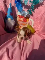 Bay, a female Boston Terrier for sale in Molalla, OR – 2 of 5