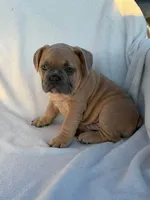 Simba, a male English Bulldog and French Bulldog for sale in Molalla, OR – 2 of 10
