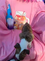 Ocean, a male Boston Terrier for sale in Molalla, OR – 2 of 3