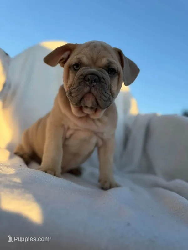 Timon – English Bulldog, French Bulldog puppy for sale in Molalla, OR