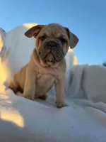 Timon, a male English Bulldog and French Bulldog for sale in Molalla, OR – 1 of 10