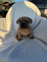 Pumbaa, a male English Bulldog and French Bulldog for sale in Molalla, OR – 4 of 9