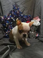 Tulip, a female Boston Terrier for sale in Molalla, OR – 5 of 9