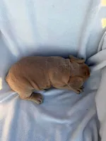 Simba, a male English Bulldog and French Bulldog for sale in Molalla, OR – 7 of 10