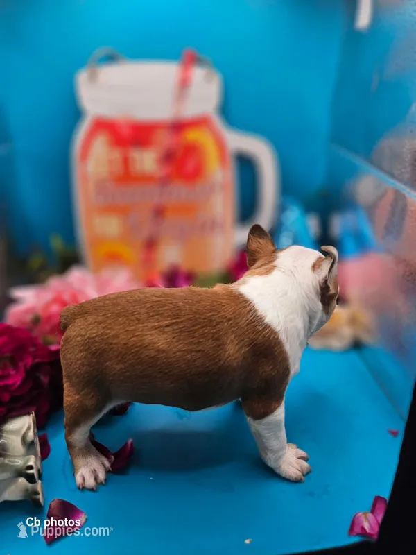 Marigold  – Boston Terrier puppy for sale in Molalla, OR