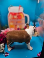 Marigold , a female Boston Terrier for sale in Molalla, OR – 1 of 6
