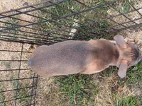 Hashbrown, a male French Bulldog for sale in Molalla, OR – 5 of 7