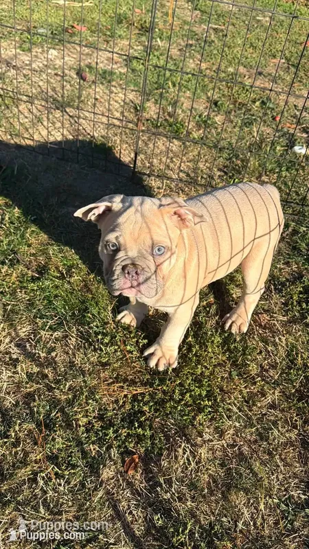 Timon – English Bulldog, French Bulldog puppy for sale in Molalla, OR