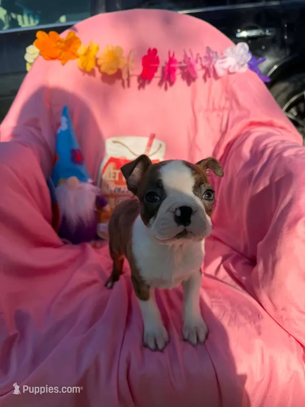 Ocean – Boston Terrier puppy for sale in Molalla, OR
