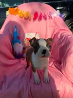 Ocean, a male Boston Terrier for sale in Molalla, OR – 1 of 3