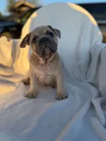Timon, a male English Bulldog and French Bulldog for sale in Molalla, OR – 2 of 10