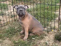 Hashbrown, a male French Bulldog for sale in Molalla, OR – 7 of 7