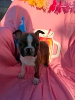 River , a male Boston Terrier for sale in Molalla, OR – 5 of 5
