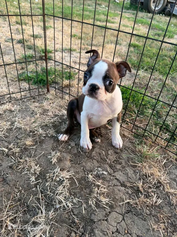 Buzz – Boston Terrier puppy for sale in Molalla, OR
