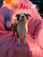Ocean, a male Boston Terrier for sale in Molalla, OR – 3 of 3