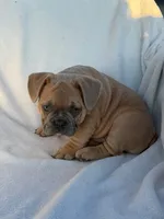 Simba, a male English Bulldog and French Bulldog for sale in Molalla, OR – 5 of 10