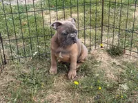 Hashbrown, a male French Bulldog for sale in Molalla, OR – 3 of 7