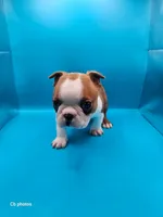 Cosmo, a male Boston Terrier for sale in Molalla, OR – 2 of 5