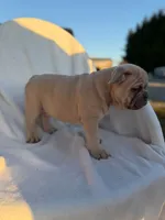 Timon, a male English Bulldog and French Bulldog for sale in Molalla, OR – 5 of 10