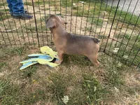French Fry, a male French Bulldog for sale in Molalla, OR – 6 of 8