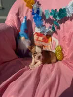 Bay, a female Boston Terrier for sale in Molalla, OR – 4 of 5