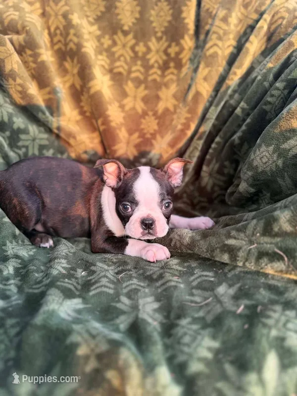 Woody – Boston Terrier puppy for sale in Molalla, OR