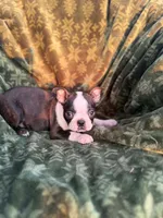 Woody, a male Boston Terrier for sale in Molalla, OR – 1 of 2