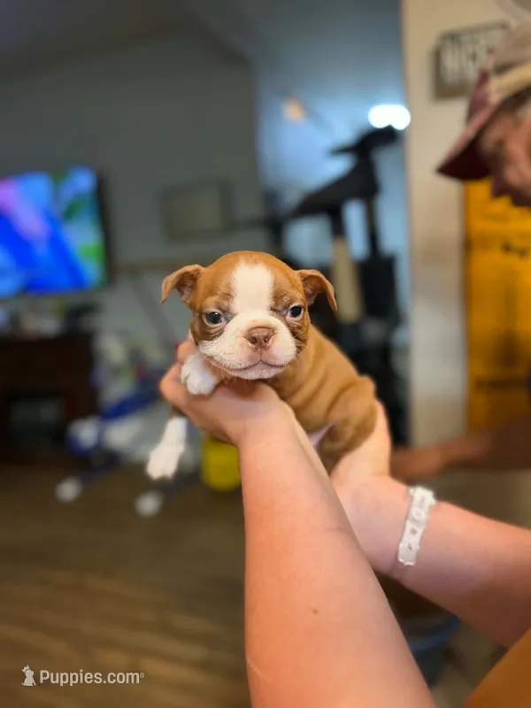 Chocolate male  – Boston Terrier puppy for sale in Molalla, OR