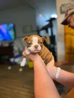 Chocolate male , a male Boston Terrier for sale in Molalla, OR – 1 of 3