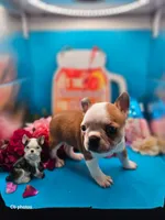 Marigold , a female Boston Terrier for sale in Molalla, OR – 3 of 6