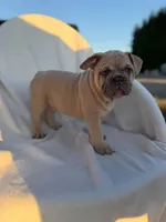 Timon, a male English Bulldog and French Bulldog for sale in Molalla, OR – 3 of 10