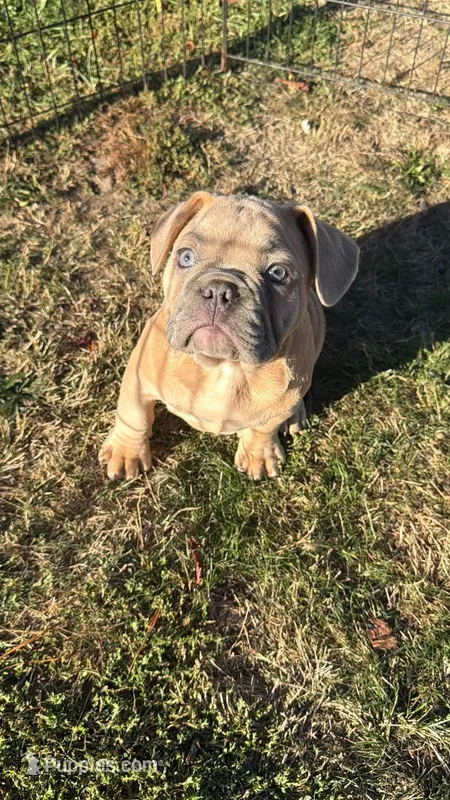 Simba – English Bulldog, French Bulldog puppy for sale in Molalla, OR