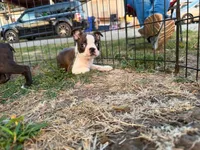 Buzz, a male Boston Terrier for sale in Molalla, OR – 2 of 4