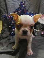 Tulip, a female Boston Terrier for sale in Molalla, OR – 2 of 9