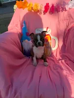 River , a male Boston Terrier for sale in Molalla, OR – 4 of 5