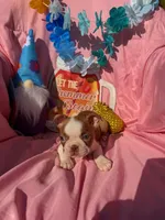 Bay, a female Boston Terrier for sale in Molalla, OR – 5 of 5