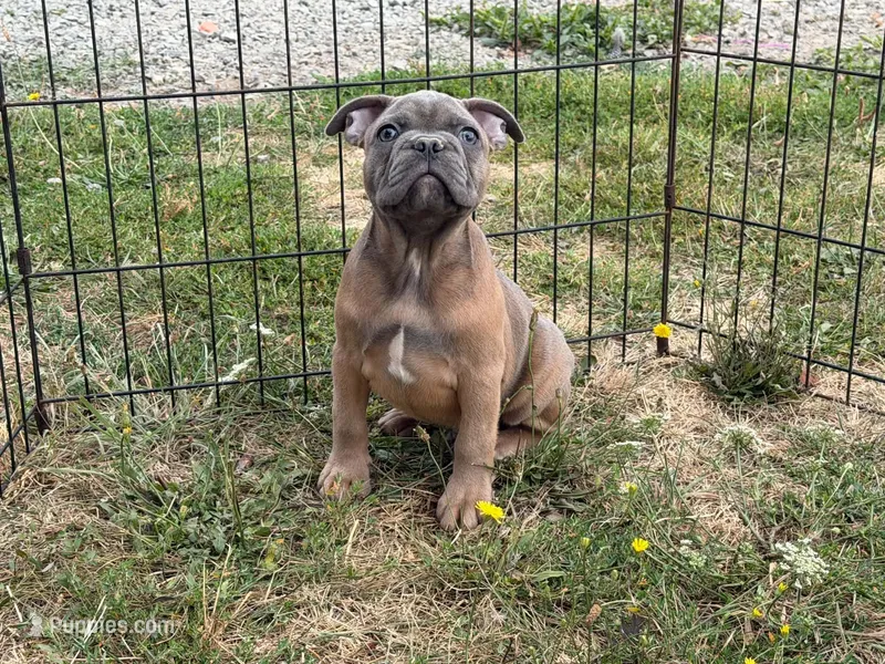Hashbrown – French Bulldog puppy for sale in Molalla, OR