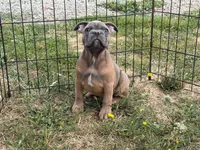 Hashbrown, a male French Bulldog for sale in Molalla, OR – 1 of 7