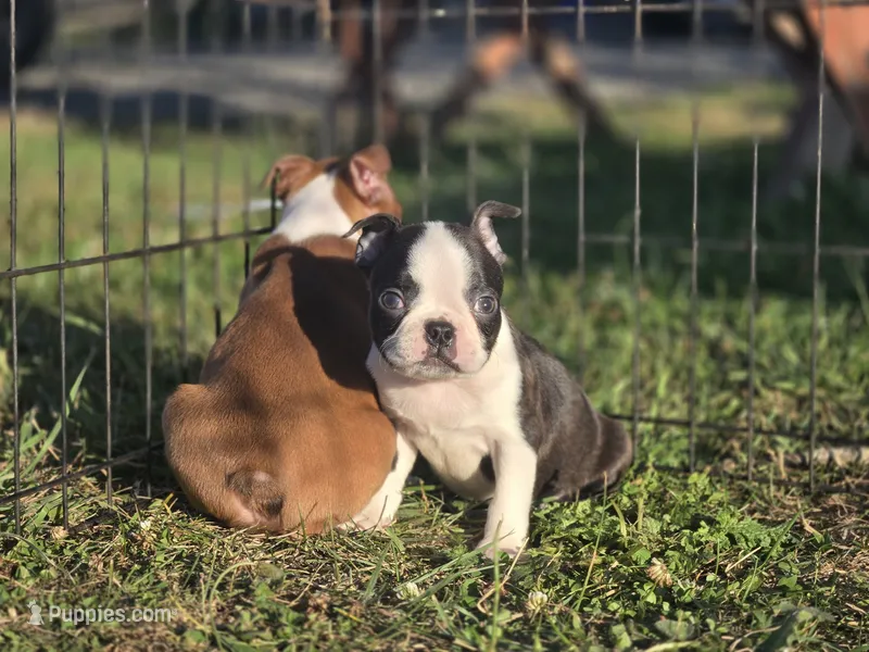 Woody(brindle) – Boston Terrier puppy for sale in Molalla, OR