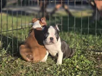 Woody(brindle), a male Boston Terrier for sale in Molalla, OR – 1 of 7